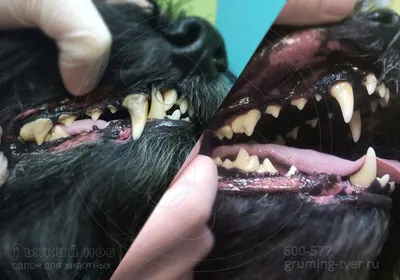 Зубная паста для собак и средства для ухода за зубами и полостью рта -  cdVet - натуральные витамины для кошек и собак