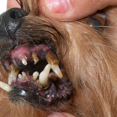 Воспаление десен у собак фото фотографии