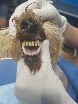 В каком возрасте меняются зубы у щенков, как помочь собаке при смене  молочного зуба