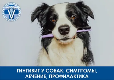Неприятный запах изо рта у собаки: причины и профилактика - BarberPet