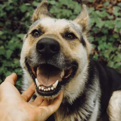 Чистка зубов у собак – особенности процедуры