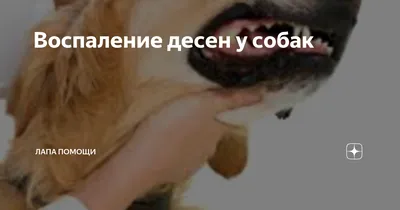 Чистка зубов собаке в Москве. Клиника «Гос-Вет»