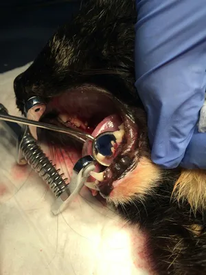 Чистка зубов ультразвуком у собак без наркоза (удаление зубного камня) -  Ветеринарний Центр \"ЗооВетСіті\" м. Кропивницький