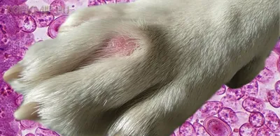 Воспаление между пальцами у собаки фото 