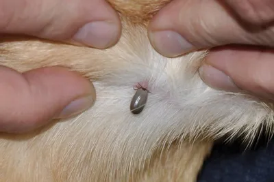 Ветеринарный центр \"воля\" - УХОД ЗА ЛАПАМИ И КОГТЯМИ Для облегчения ухода  за лапами у длинношерстных пород собак шерсть вокруг подушечек лап и между  пальцами желательно коротко выстригать. Особенно часто эту процедуру