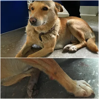 Собаке разьело лапы какой-то химией с улицы | Пикабу
