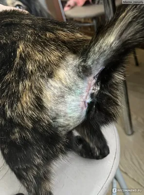 Воспаление параанальных желез у кота фото фотографии