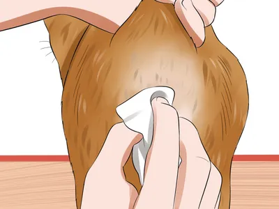Как чистить параанальные железы кошке? Первая помощь | Пикабу