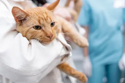 Воспаление параанальных желез у кошек: диагностика и лечение | Блог на  VetSpravka.ru