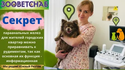 Чистка параанальных желез кошкам и котам в Москве