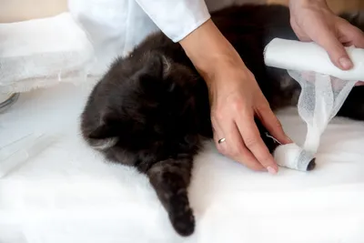 Лечение параанальных желез у кошек | Ветеринарная медицина | Дзен