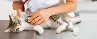 Чистка параанальных желез - «В первый раз у 9-летней кошки воспаление желез  и следом абсцесс. А через 2 месяца снова еще более сильный абсцесс. В чем  причина?» | отзывы