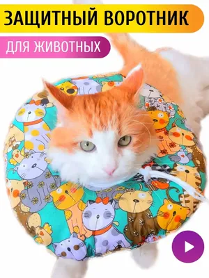 Абсцесс у кота или кошки - Рамблер/доктор