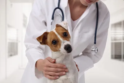 Чистка желез у собак - Ветеринарный госпиталь