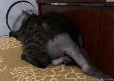 Лечение абсцесса параанальных желез у кошек, собак: на спине, ухе, на шее