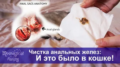 Воспаление параанальных желез у кошек: диагностика и лечение | Блог на  VetSpravka.ru