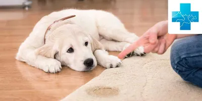 Клинический случай ветклиники Василек: пластика диафрагмальной и пупочной  грыжи у собаки