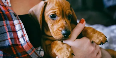 Пиометра у собак. 🐾 Как развивается пиометра у собаки и каковы способы ее  лечения? - YouTube