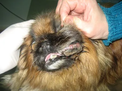 Воспаление подчелюстных лимфоузлов у собаки фото фотографии