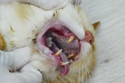 Воспаление лимфатических узлов у кошек и собак — симптоматика и лечение