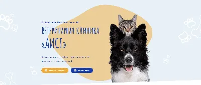 Воспаленные лимфоузлы у собак и кошек, причины - ветклиника «В Добрые Руки»