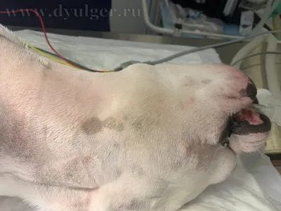 Воспаление сальных желез у собак фото фотографии