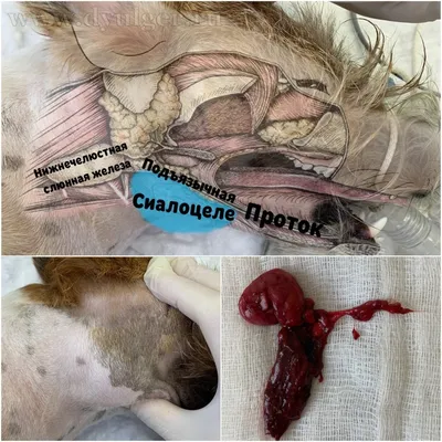 Опухоль слюнной железы у собаки и кошки: фото, лечение и прогноз