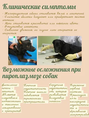 Клещи у собак – как оказать первую помощь, симптомы – ProPlan.ru
