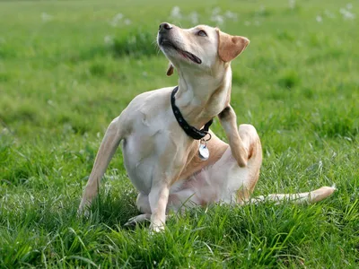 Пожилые собаки: болезни кожи – статья о лечении животных ИВЦ МВА