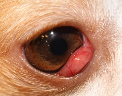 Воспаление слезного канала у собак фото фотографии