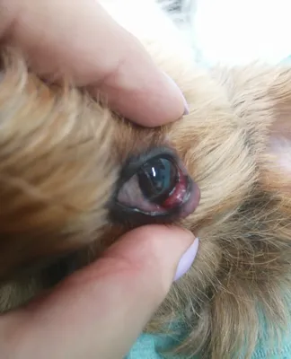 Почему текут глаза у собаки: причины, лечение и что делать, если слезятся  глаза у щенка