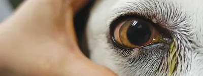 Красные глаза у собаки | Блог о щенках и собаках ^;^ | Дзен