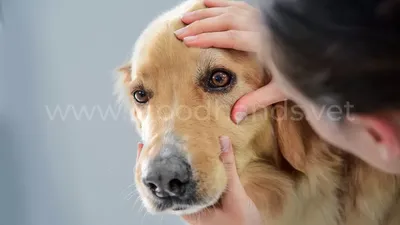 Слезотечение (эпифора) у собак и кошек - причины, лечение - ВЦ «Зоовет»