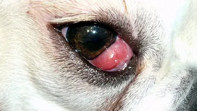 Что делать, если у собаки слезятся глаза?