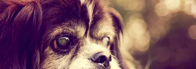 Как ухаживать за шерстью щенка: основы груминга | Royal Canin UA