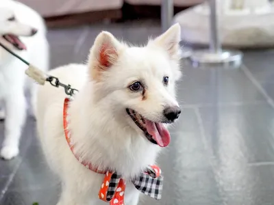 Слезные дорожки у белых собак: причины и как бороться - BarberPet
