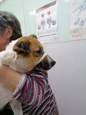 Ветеринария Сумщины - Демодекоз у собак и кошек