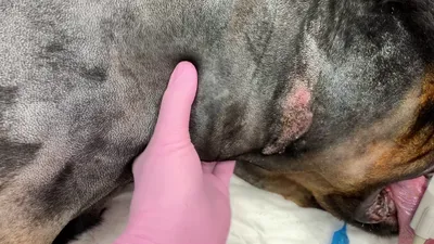 Воспаление слюнной железы у собак фото фотографии