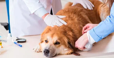 Клинический случай — Ветеринарные центры малотравматичной хирургии и  комплексного восстановления Лебеди