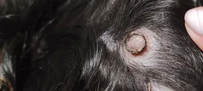 Воспаление соска у собаки фото 