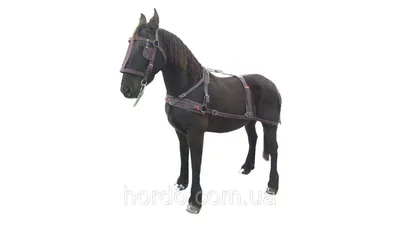 Вожжи кожаные для лошадей (ID#1225990015), цена: 1000 ₴, купить на Prom.ua