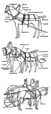 Рисунки лошадь в сбруе (42 фото) »