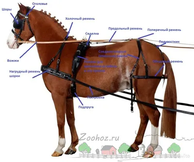 Амуниция для лошадей: покупка и продажа оптом и в розницу от производителя,  цены - АгроМер