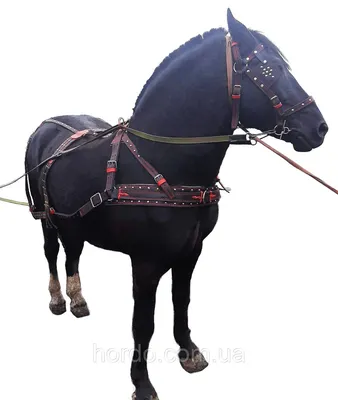 Вожжи для лошади: продажа, цена в Минске. Товары для конного спорта от \"ИП  Антонович Игорь Александрович\" - 10237035