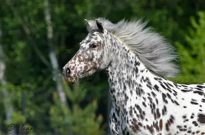 Масти лошадей (длиннопост) | Пикабу
