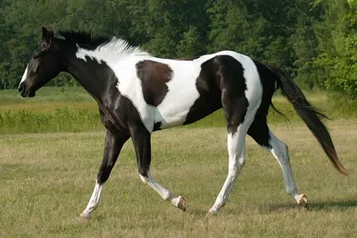 Чалый конь: описание и фото чалых лошадей - Кінний портал України