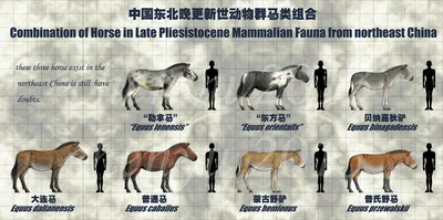 Купить развивающий плакат о породах и видах лошадей