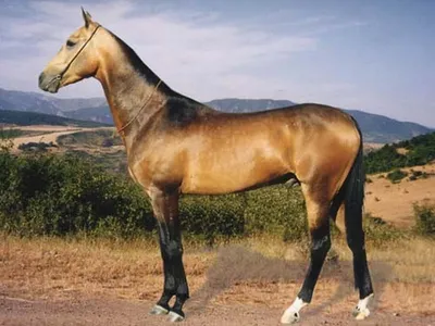 Масть лошади — Википедия