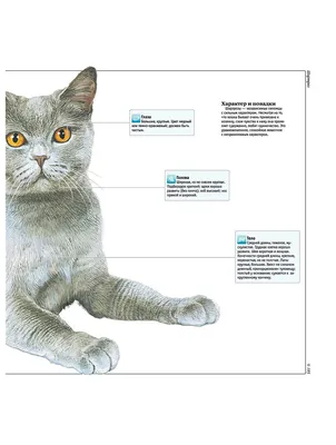 Научно доказано: кошки понимают человеческую речь - KP.RU
