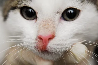 Какой нос должен быть у здоровой кошки, основные симптомы проблем